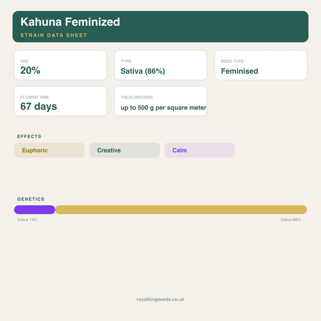 Kahuna 14% indica / 86% sativa flower with visible trichomes