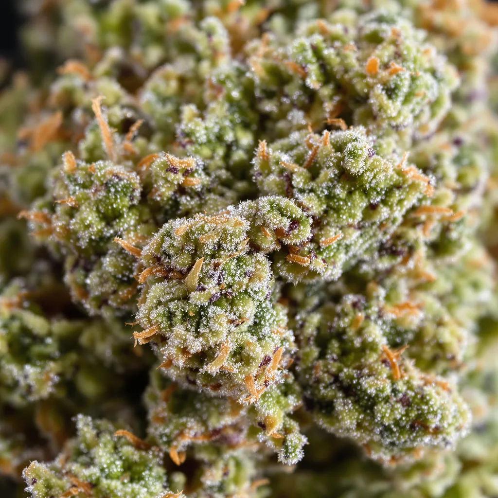 Kandy Kush cannabis bud close-up showing balanced bud structure with frosted trichomes
