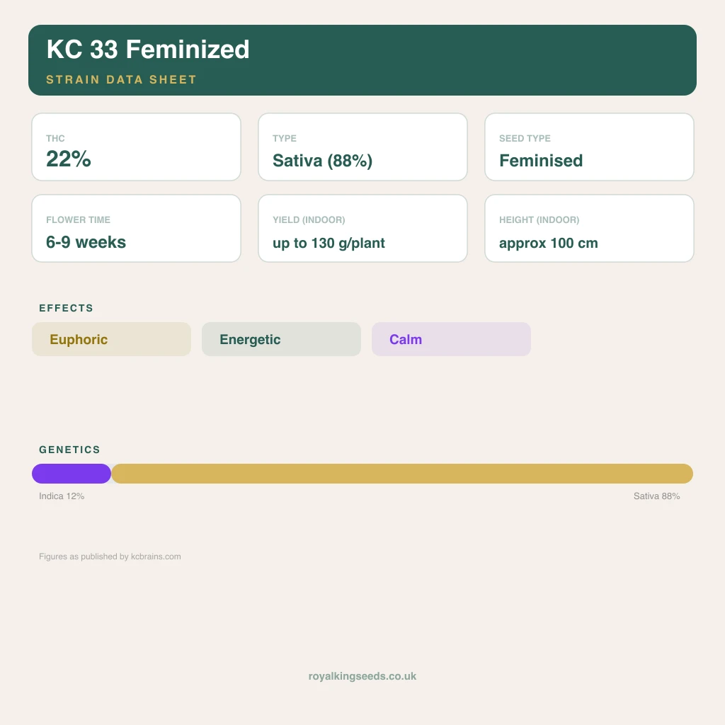 KC 33 12% indica / 88% sativa flower with visible trichomes