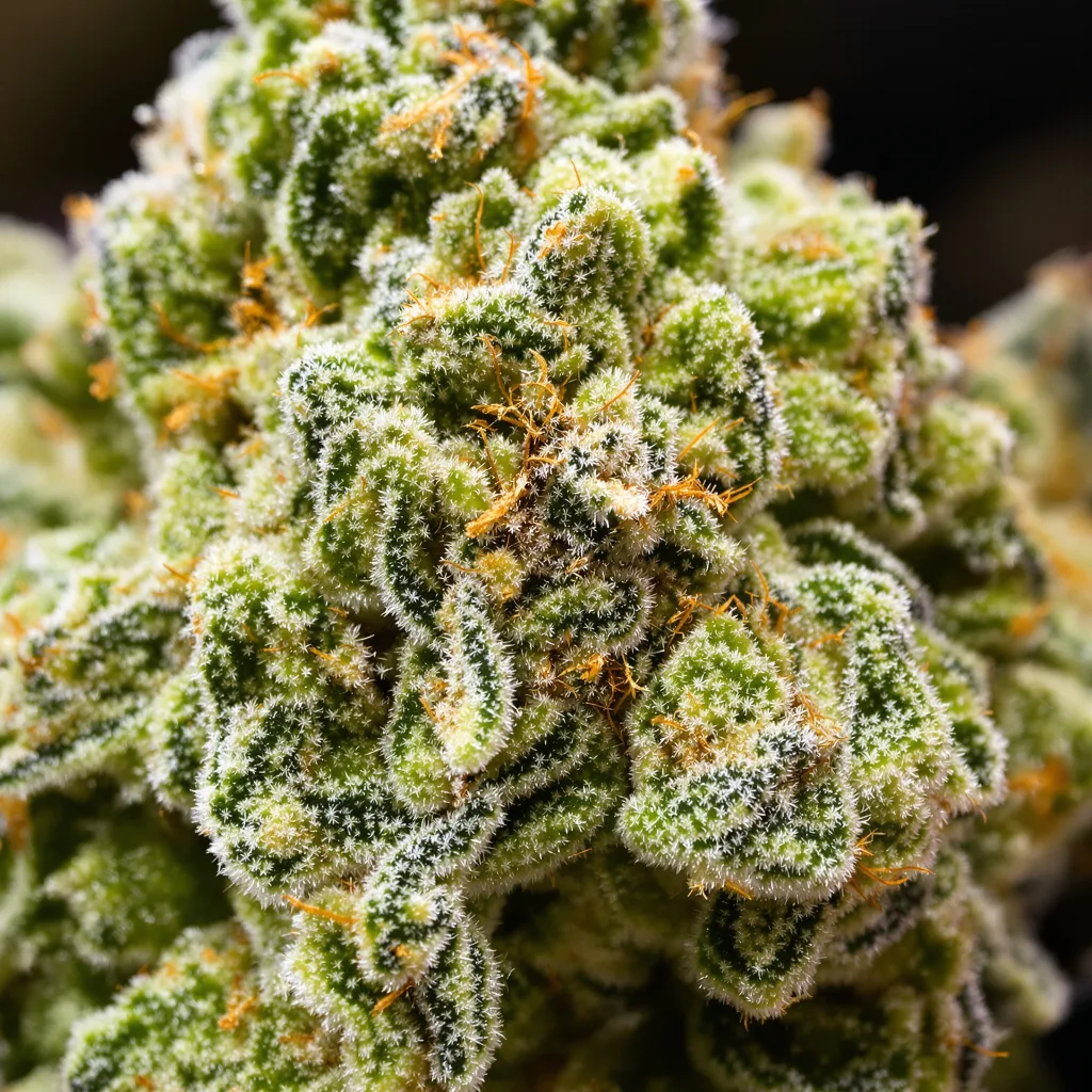 Key Lime Pie cannabis bud close-up showing lime-green airy structure