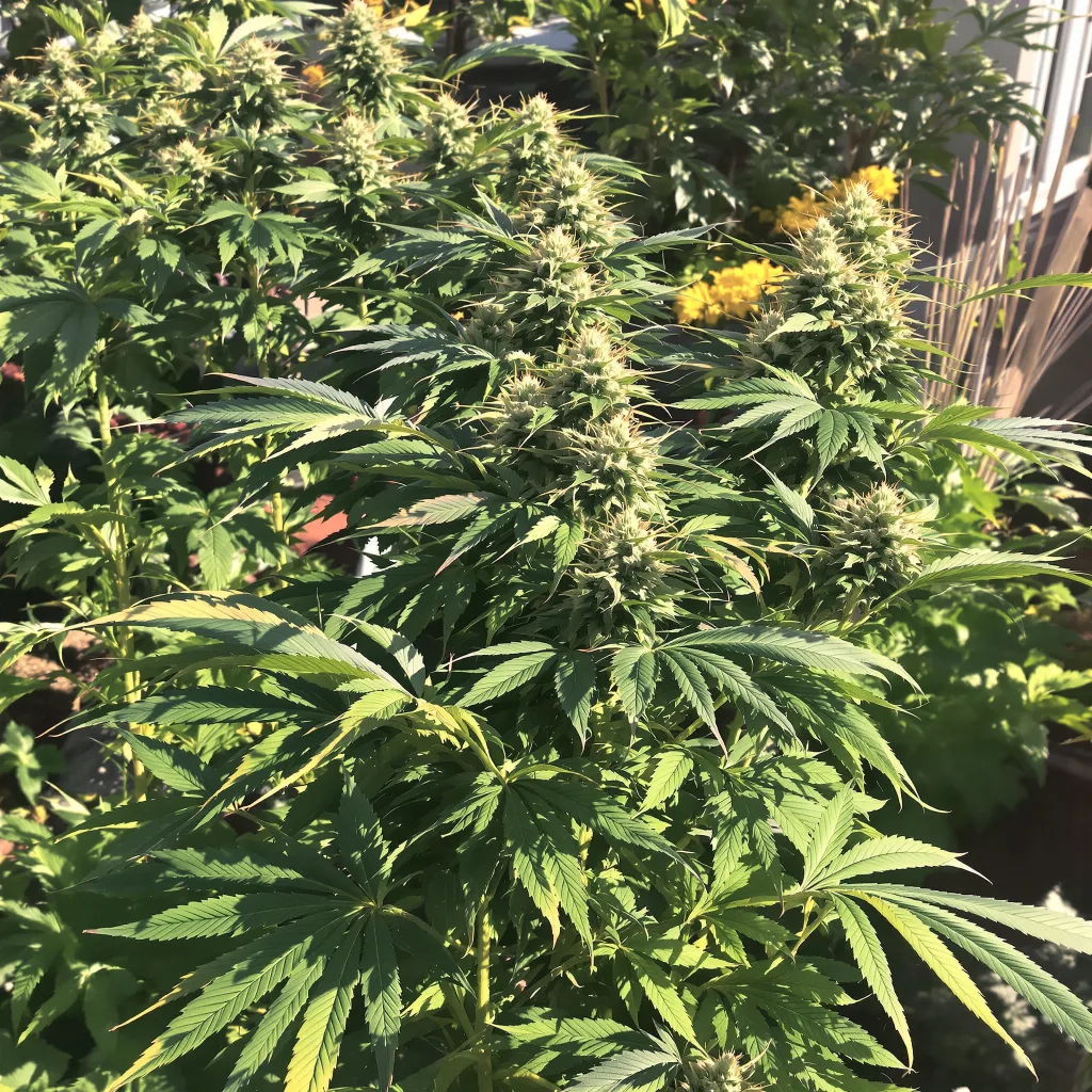 Khalifa Kush 75% indica / 25% sativa flower with visible trichomes