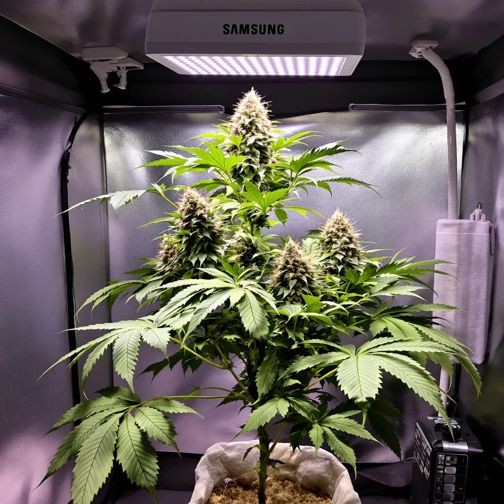 Killer 84% indica / 16% sativa flower with visible trichomes