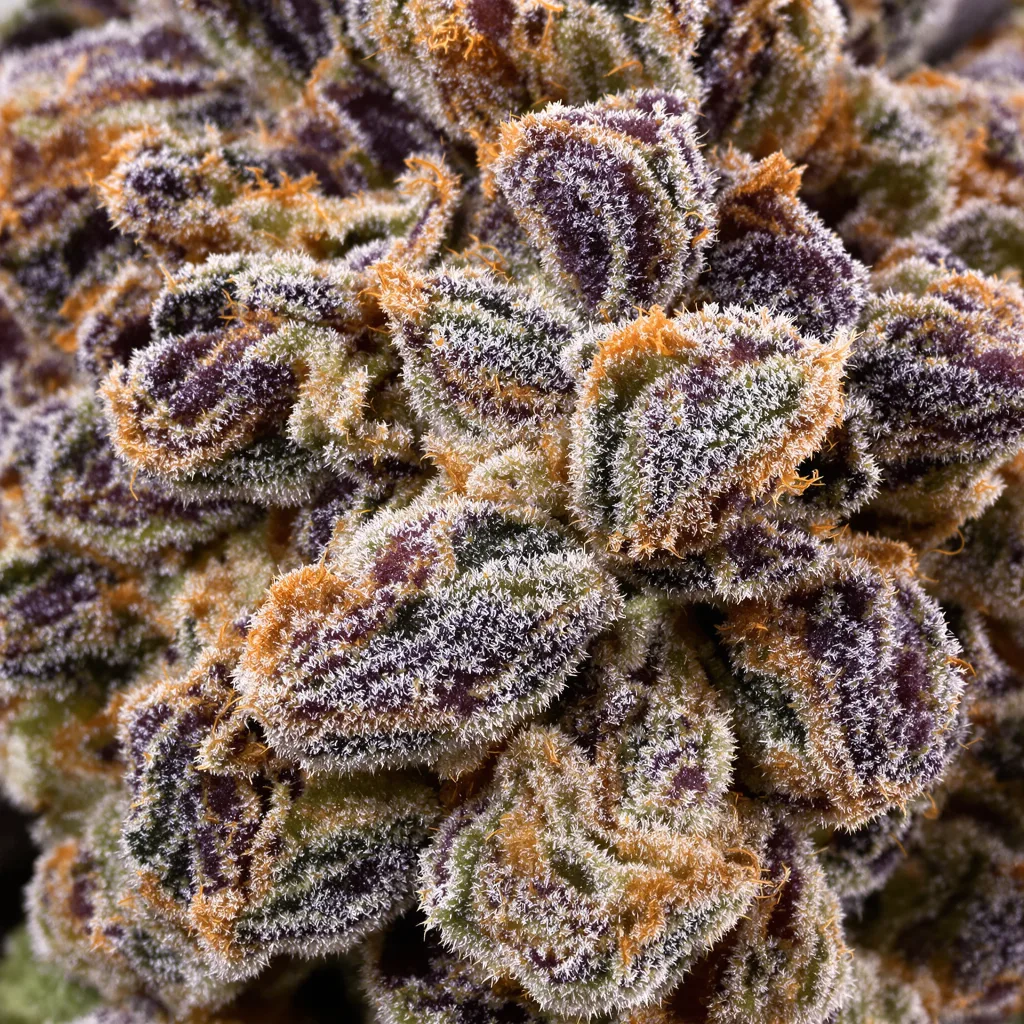 Killer Grape cannabis bud close-up showing dense purple-tinged calyxes