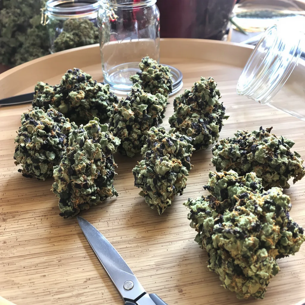 King Kong 80% indica / 20% sativa flower with visible trichomes