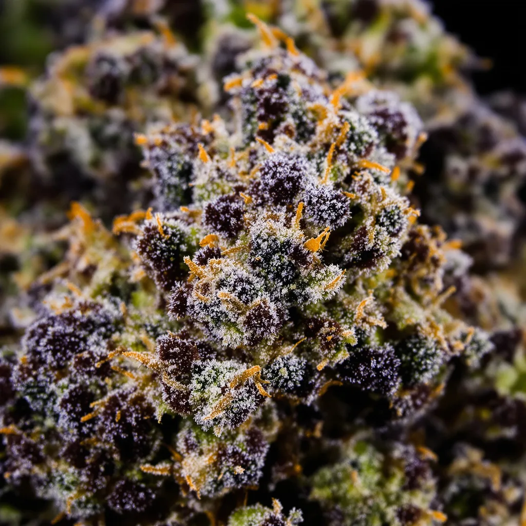 King Kong cannabis bud close-up showing dense purple-tinged calyxes