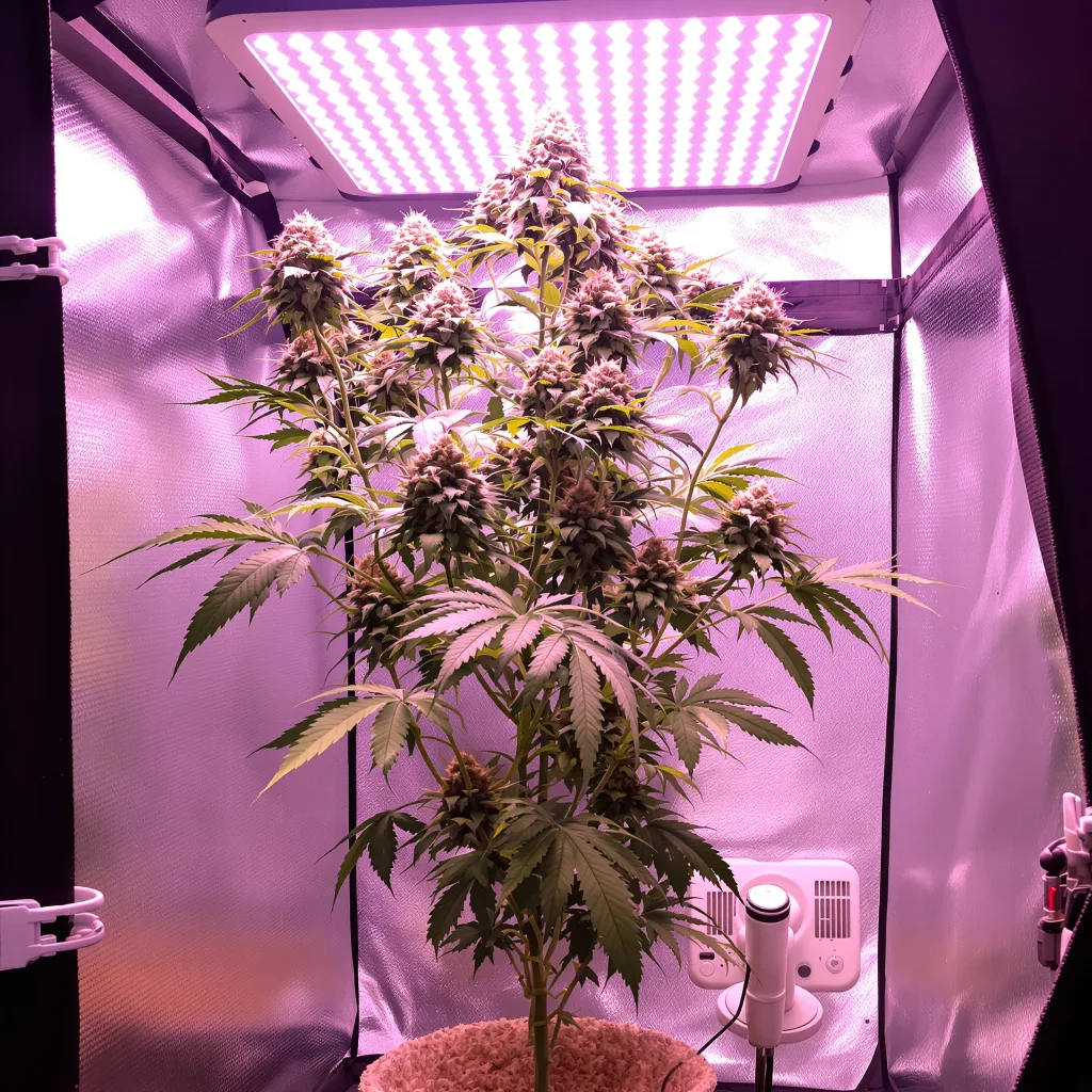 Kiss 44% indica / 56% sativa flower with visible trichomes