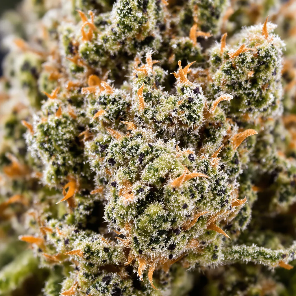 Kiss cannabis bud close-up showing balanced bud structure with frosted trichomes
