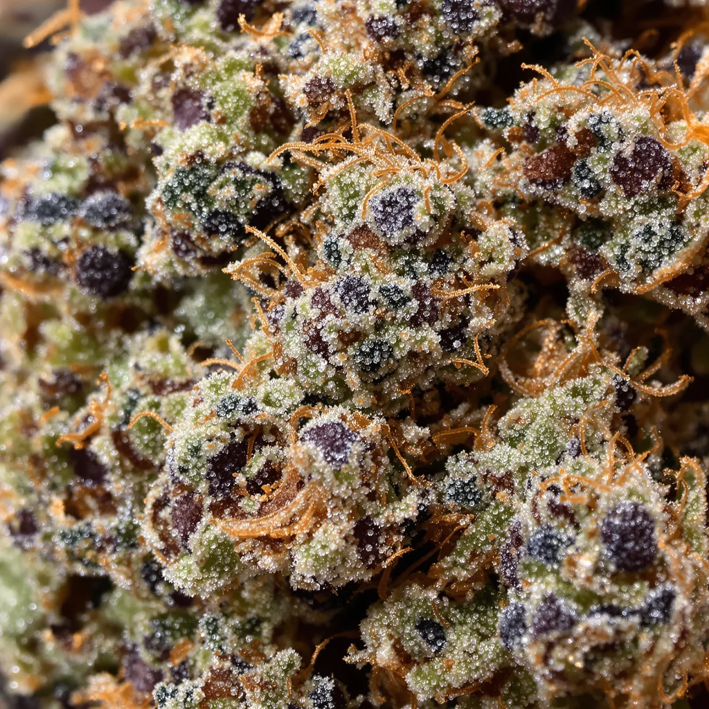 Kong cannabis bud close-up showing dense purple-tinged calyxes