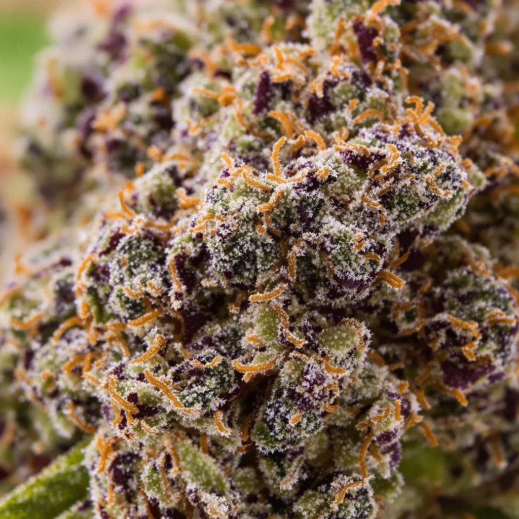 Krishna Kush cannabis bud close-up showing dense purple-tinged calyxes