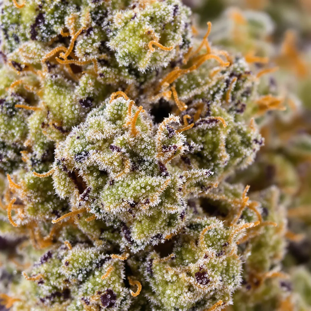 Kuchi cannabis bud close-up showing dense forest-green nugs