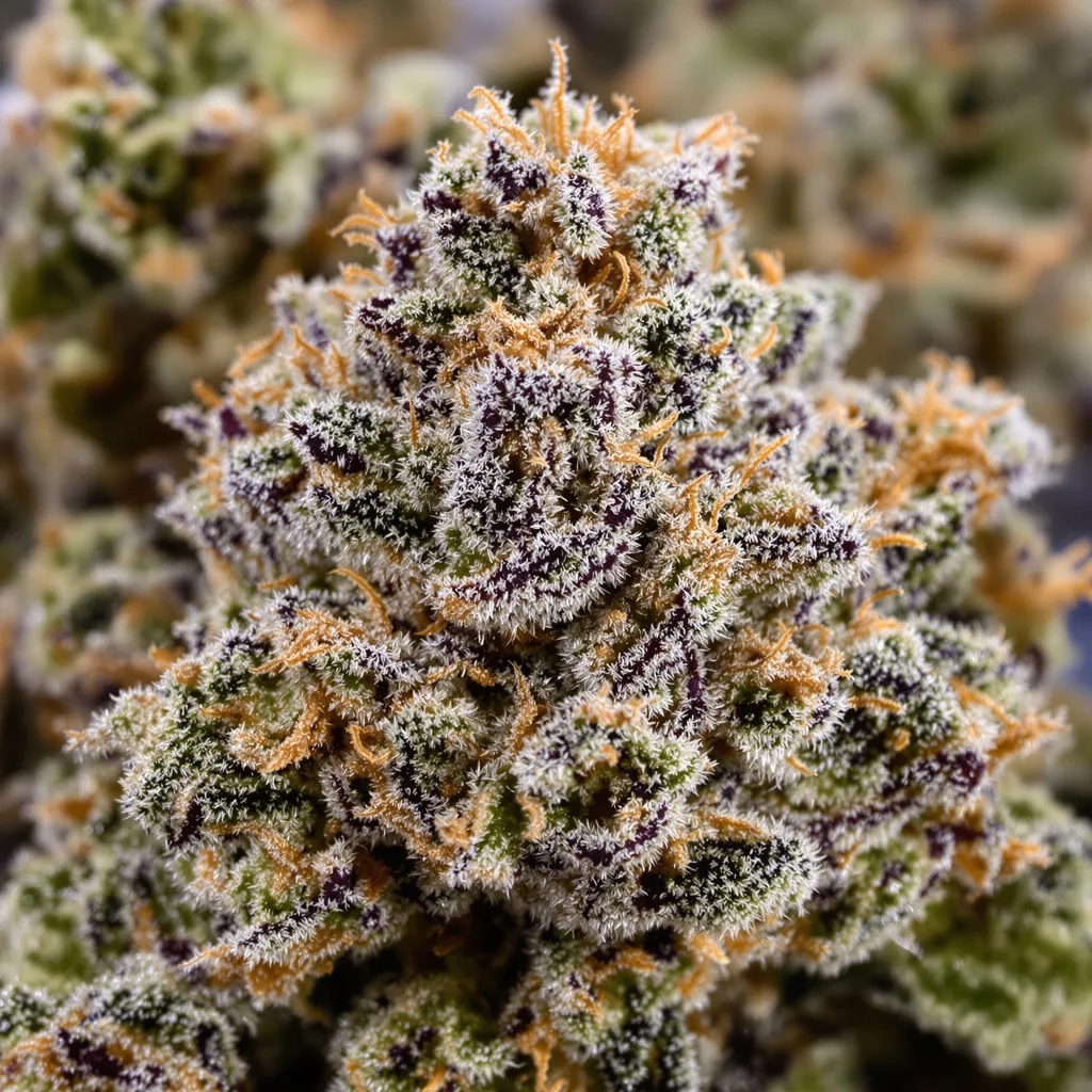 Kush Cake cannabis bud close-up showing dense purple-tinged calyxes