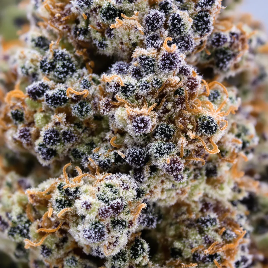 Kush XL cannabis bud close-up showing dense purple-tinged calyxes