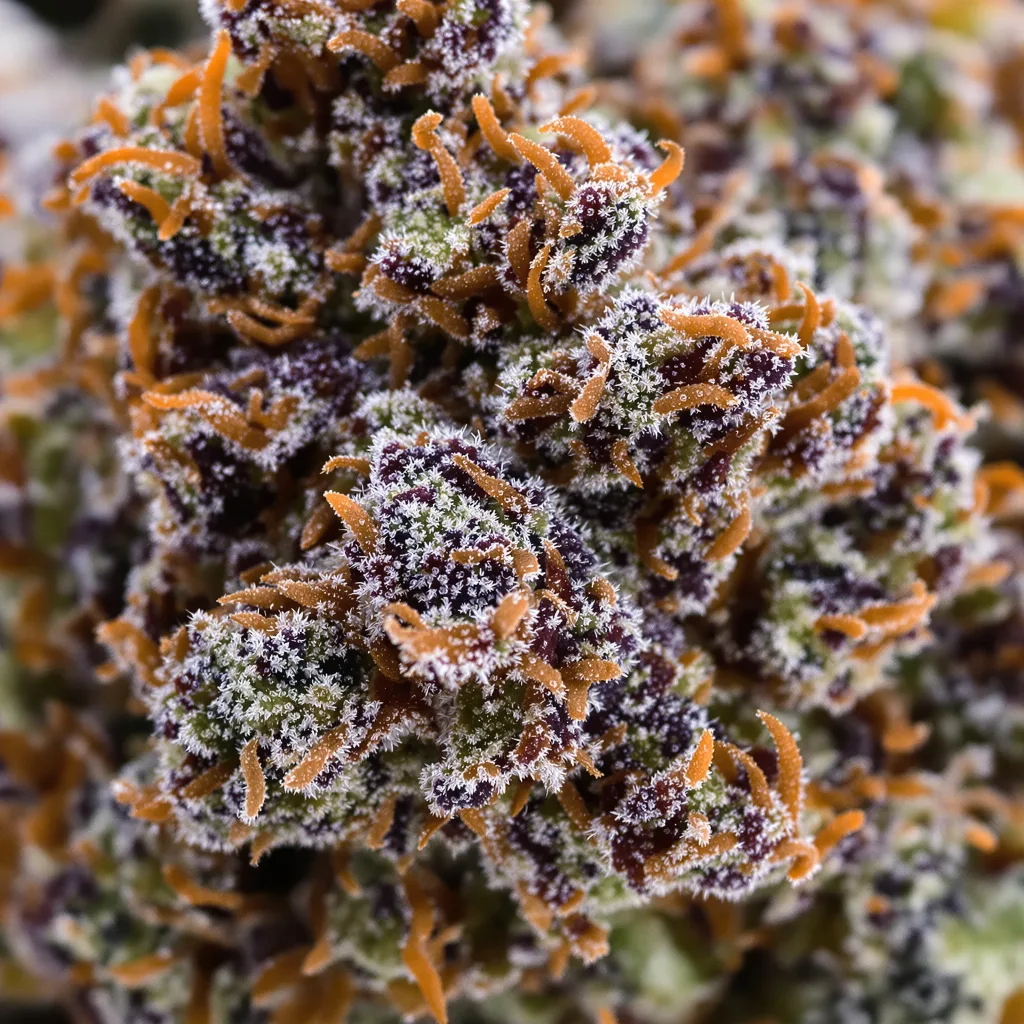Kushadelic cannabis bud close-up showing dense purple-tinged calyxes