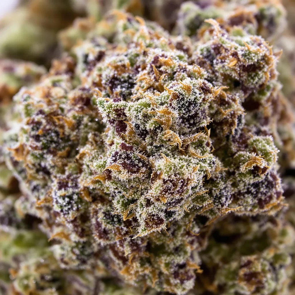 Kushberry cannabis bud close-up showing dense purple-tinged calyxes