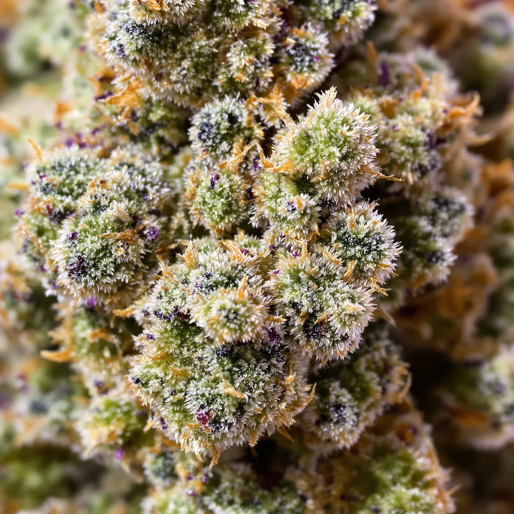 LA Jack cannabis bud close-up showing dense forest-green nugs