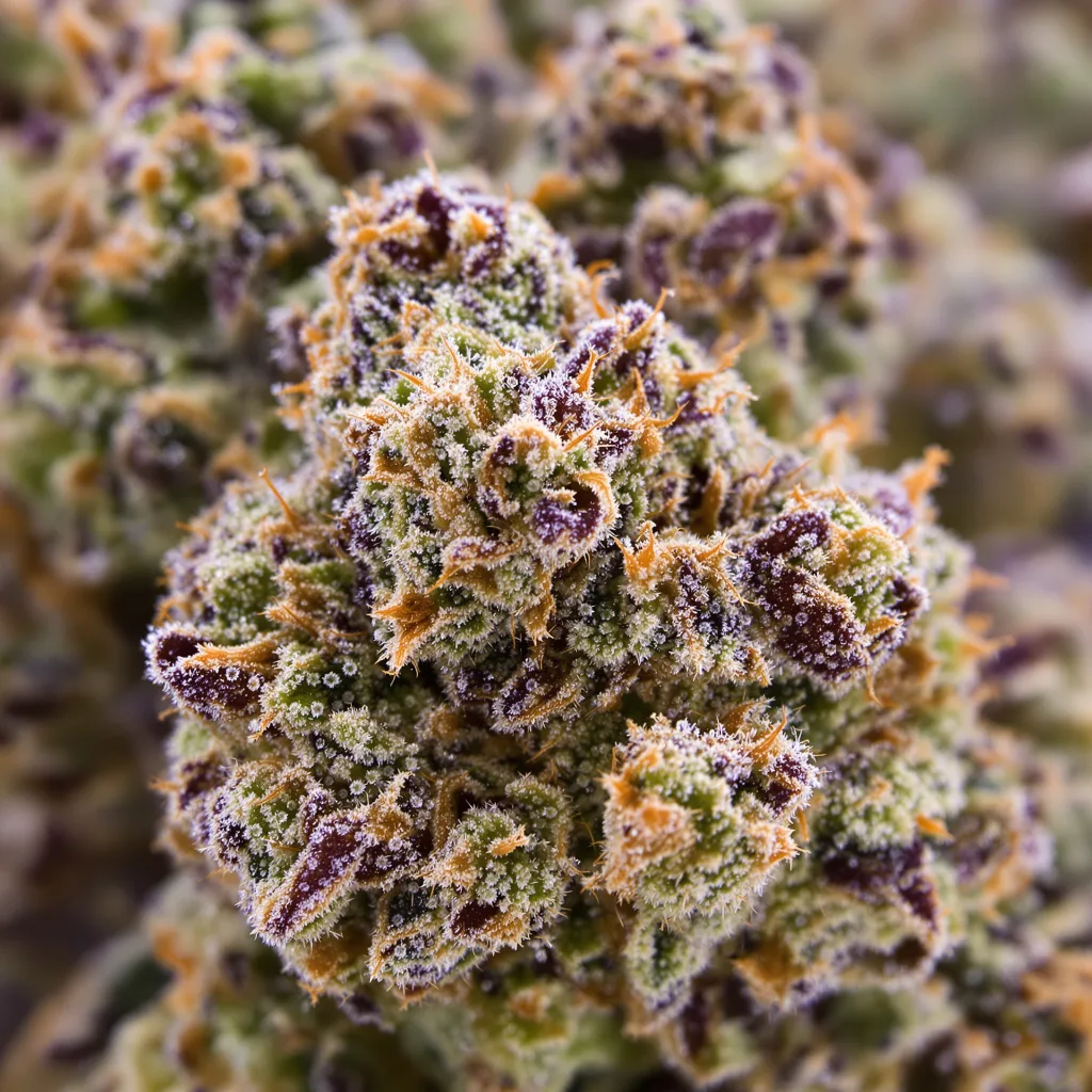 LA OG cannabis bud close-up showing open-bud structure with orange pistils