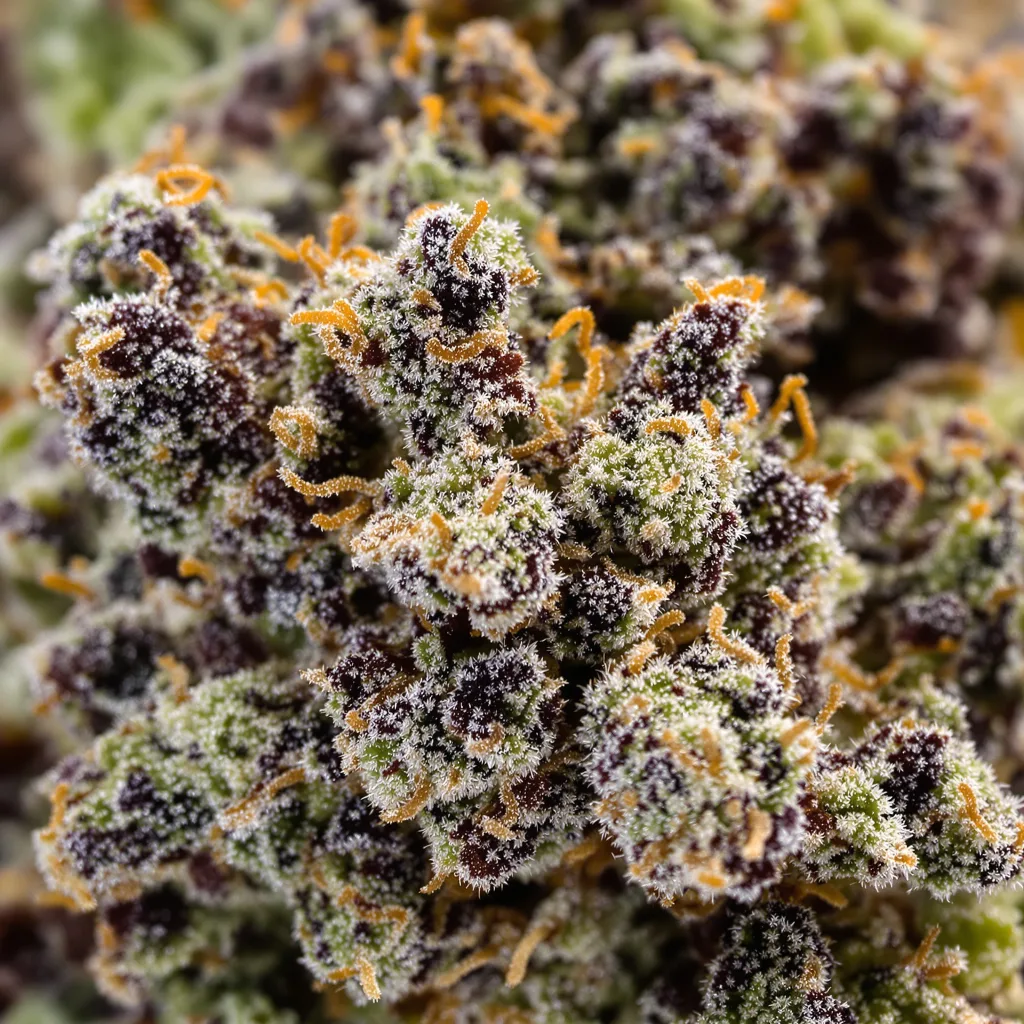 LA Ultra cannabis bud close-up showing dense purple-tinged calyxes