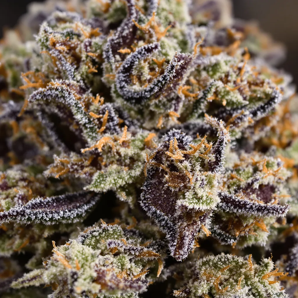LA Ultra cannabis bud close-up showing dense purple-tinged calyxes