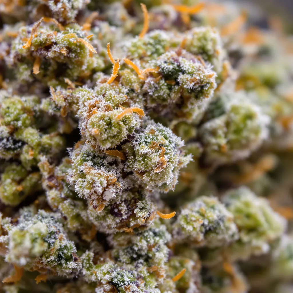 Larry OG cannabis bud close-up showing balanced bud structure with frosted trichomes
