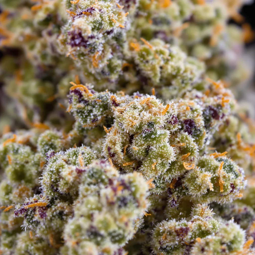 Larry OG cannabis bud close-up showing balanced bud structure with frosted trichomes