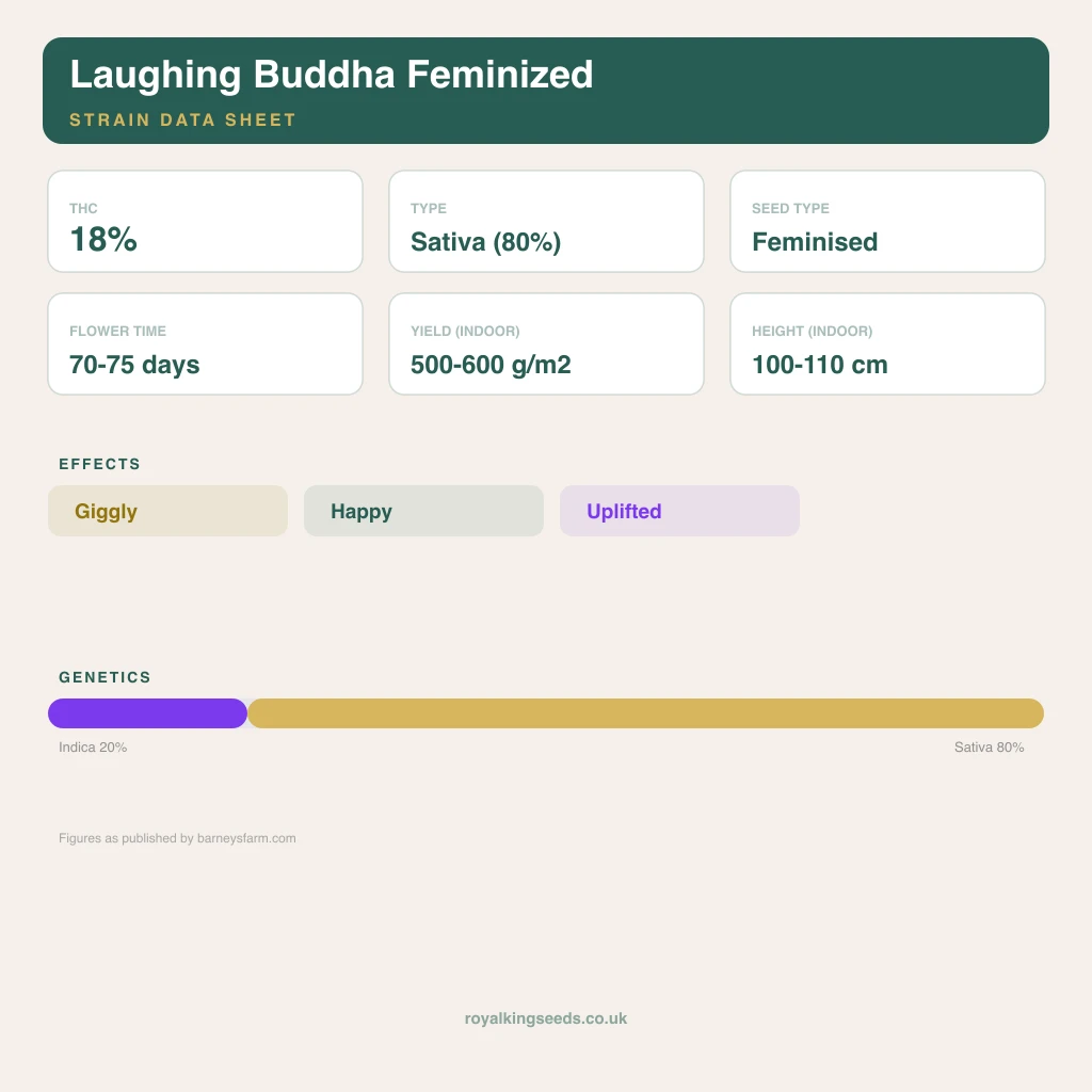 Laughing Buddha 20% indica / 80% sativa flower with visible trichomes