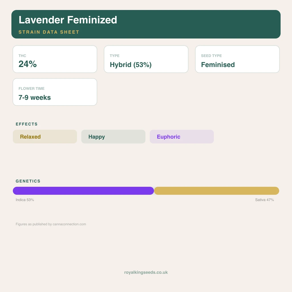 Lavender 53% indica / 47% sativa flower with visible trichomes