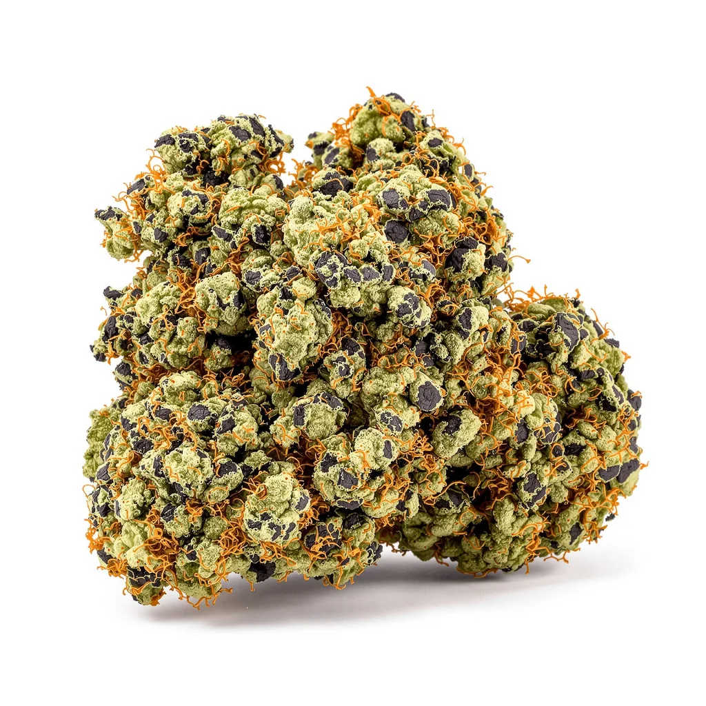 Lee Roy cannabis plant in flowering stage — 60-100 cm autoflower