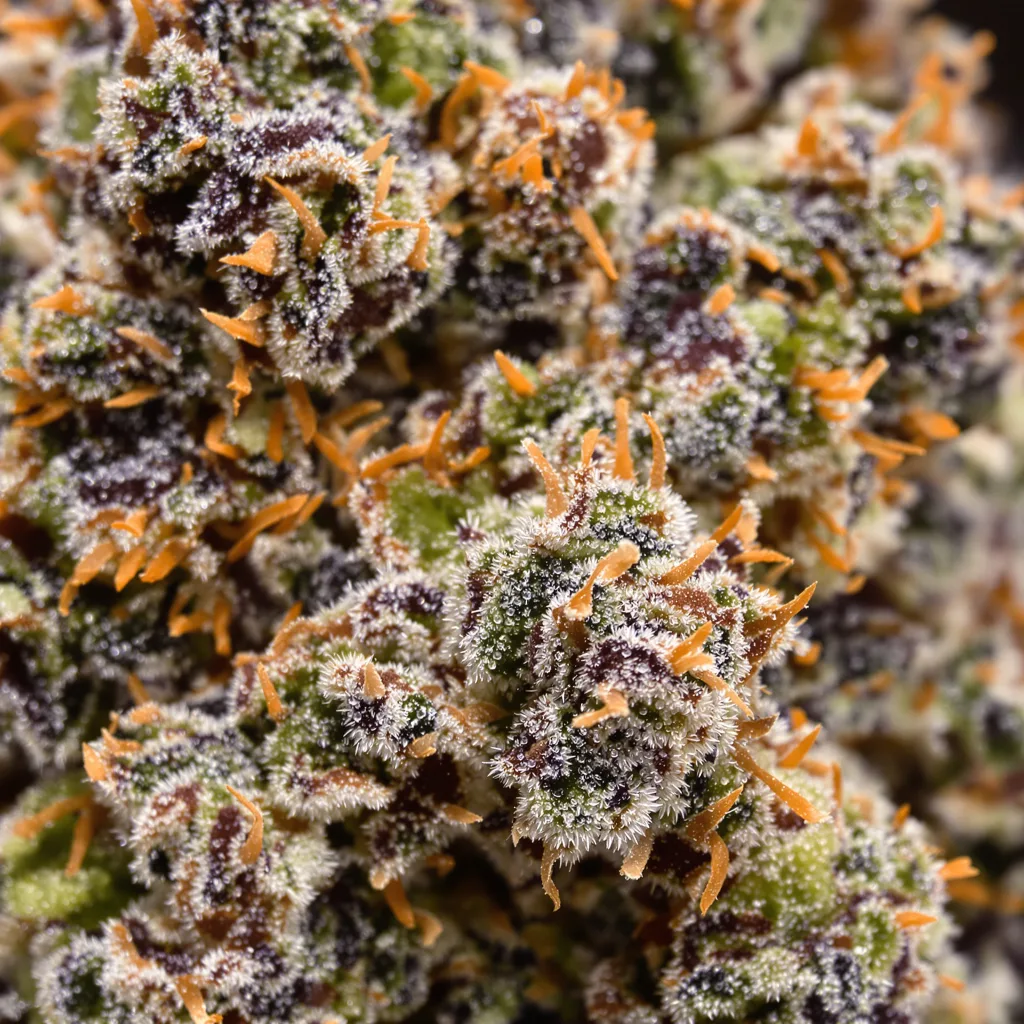 Legend OG cannabis bud close-up showing dense purple-tinged calyxes