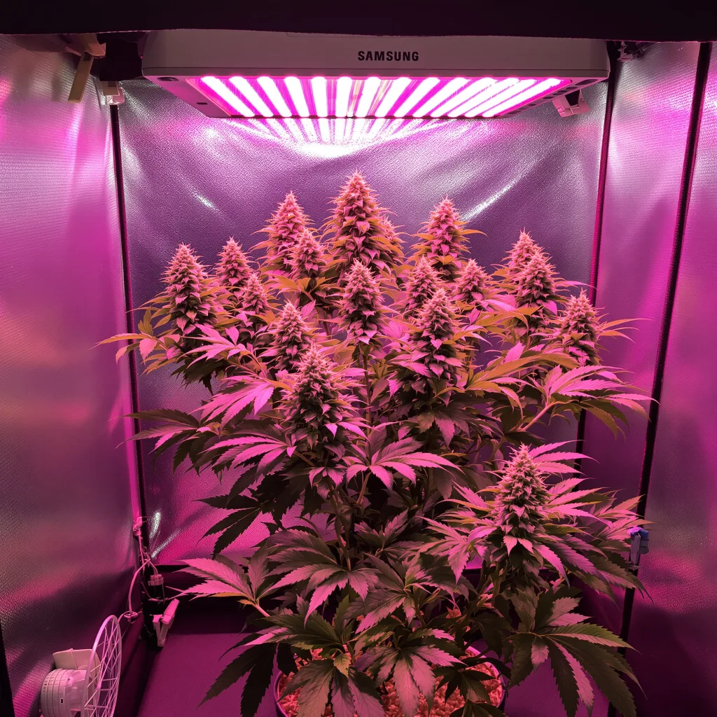 Lemon Daddy 68% indica / 32% sativa flower with visible trichomes