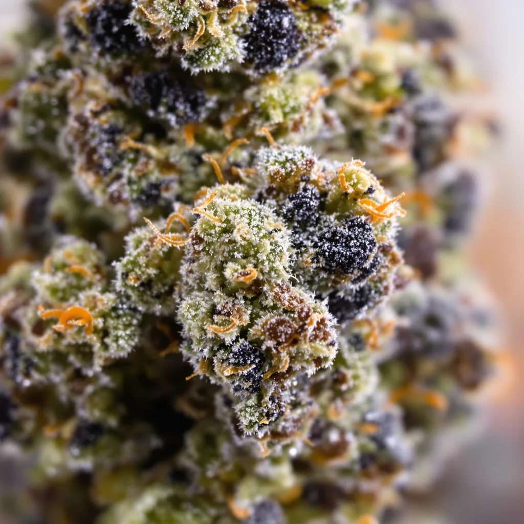 Lemon Daddy cannabis bud close-up showing dense purple-tinged calyxes