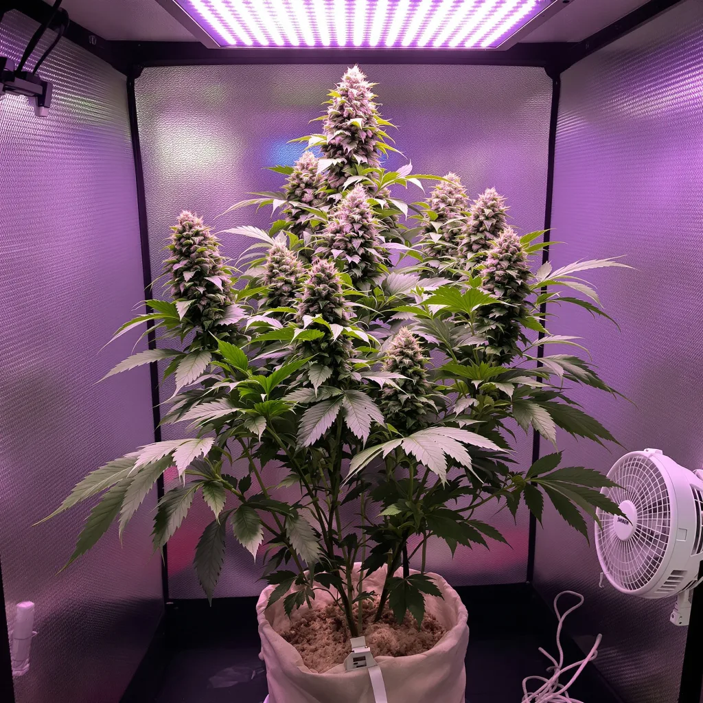Lemon Drizzle 67% indica / 33% sativa flower with visible trichomes