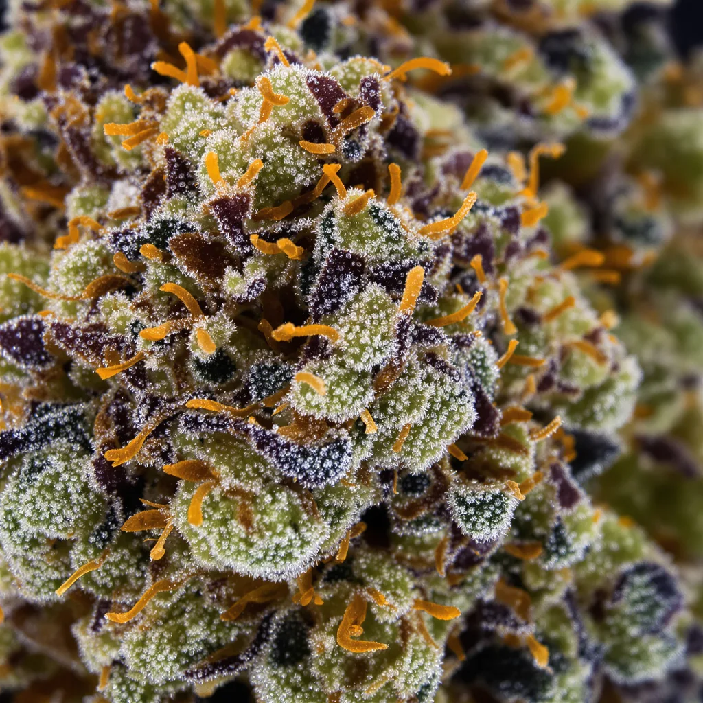 Lemon Drizzle cannabis bud close-up showing dense purple-tinged calyxes