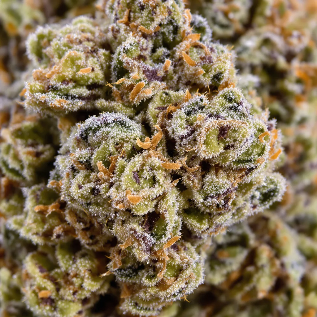 Lemon Drop cannabis bud close-up showing balanced bud structure with frosted trichomes