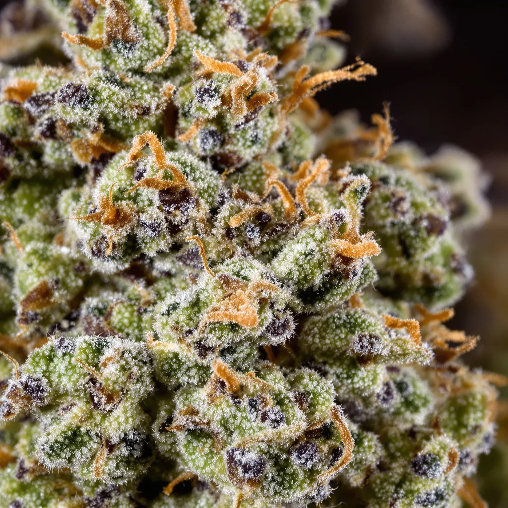 Lemon cannabis bud close-up showing balanced bud structure with frosted trichomes