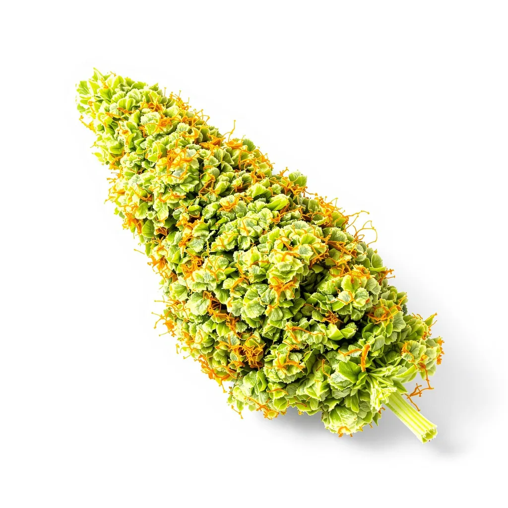 Lemon G cannabis plant in flowering stage — 150-200 cm feminised