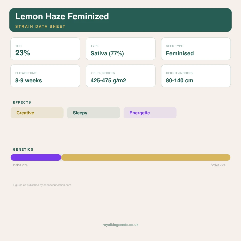 Lemon Haze 23% indica / 77% sativa flower with visible trichomes