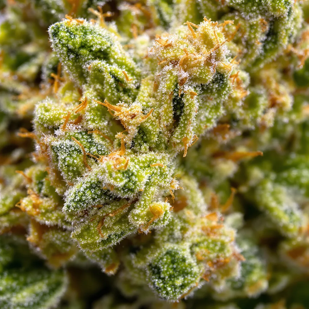 Lemon Haze cannabis bud close-up showing lime-green airy structure