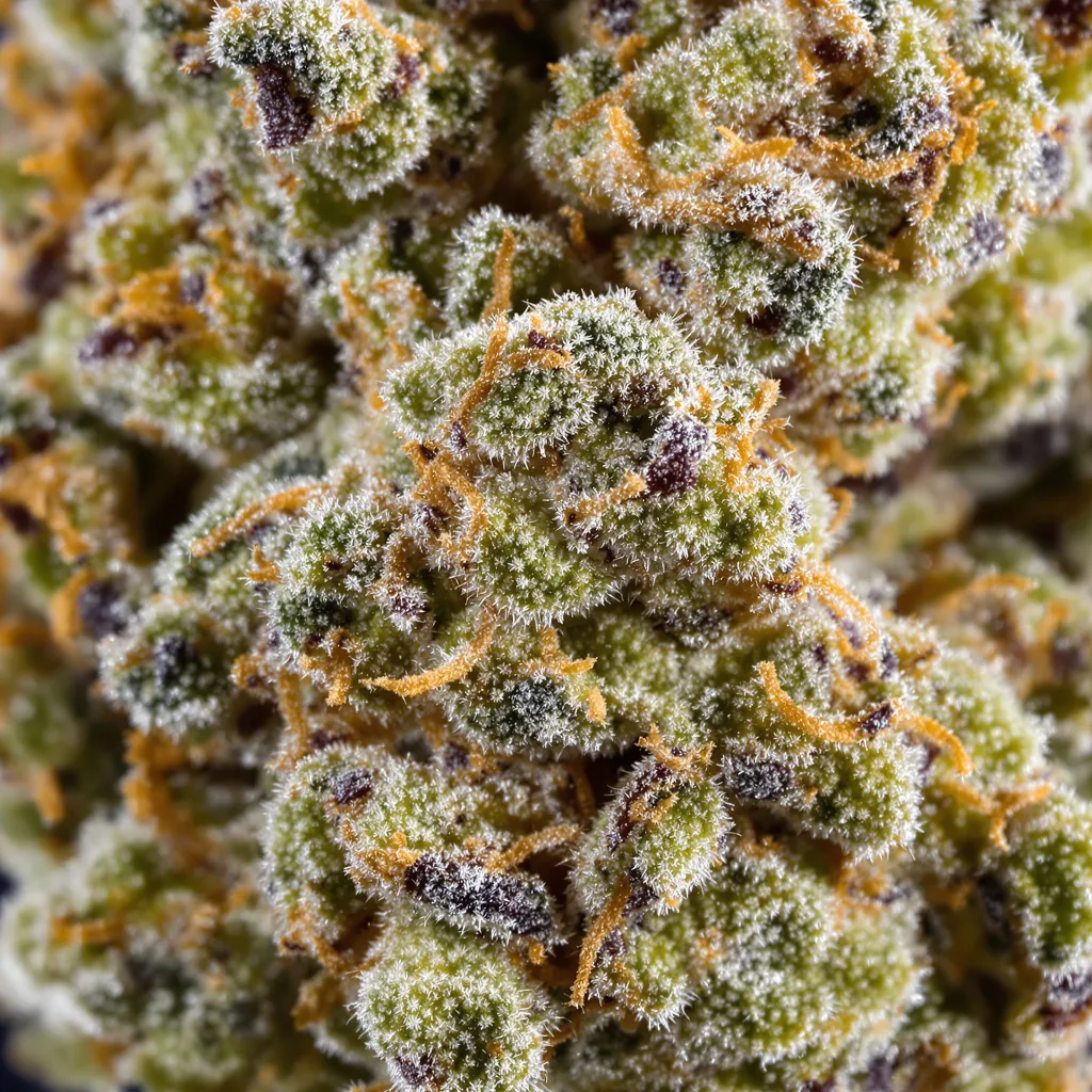 Lemon Kush cannabis bud close-up showing balanced bud structure with frosted trichomes