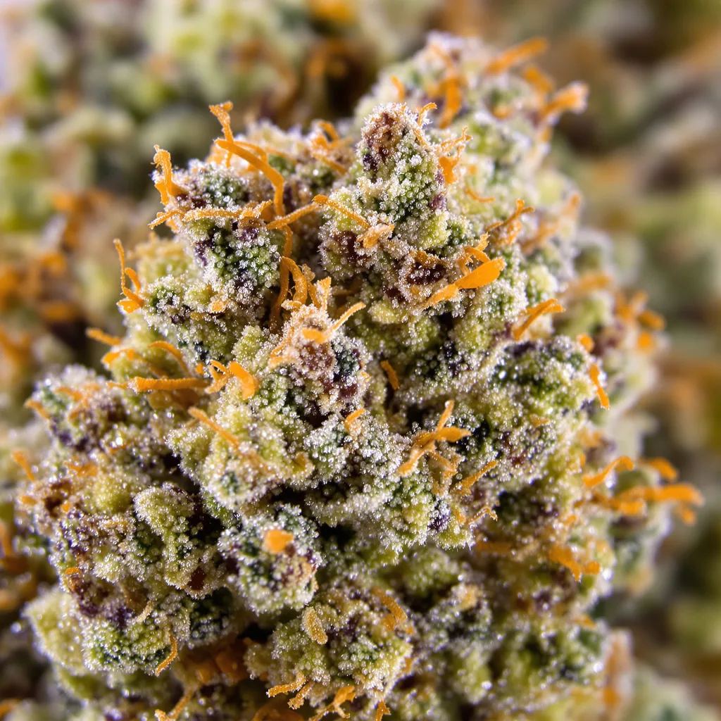 Lemon OG Kush cannabis bud close-up showing balanced bud structure with frosted trichomes
