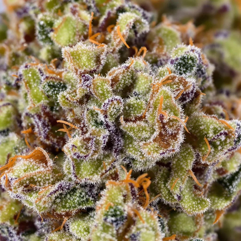 Lemon Skunk cannabis bud close-up showing open-bud structure with orange pistils