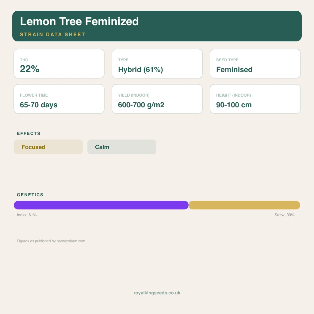 Lemon Tree 61% indica / 39% sativa flower with visible trichomes