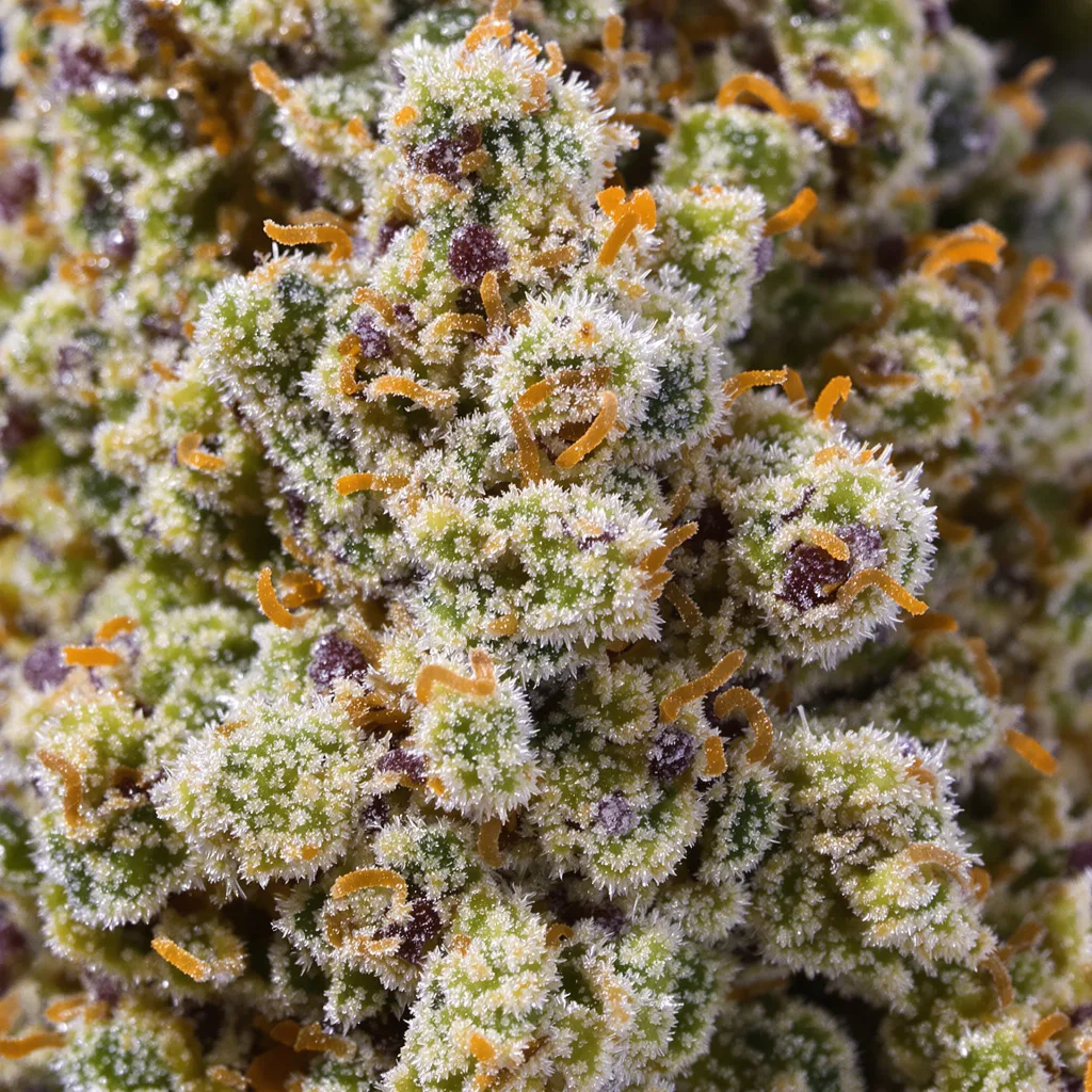 Lemon Tree cannabis bud close-up showing dense forest-green nugs