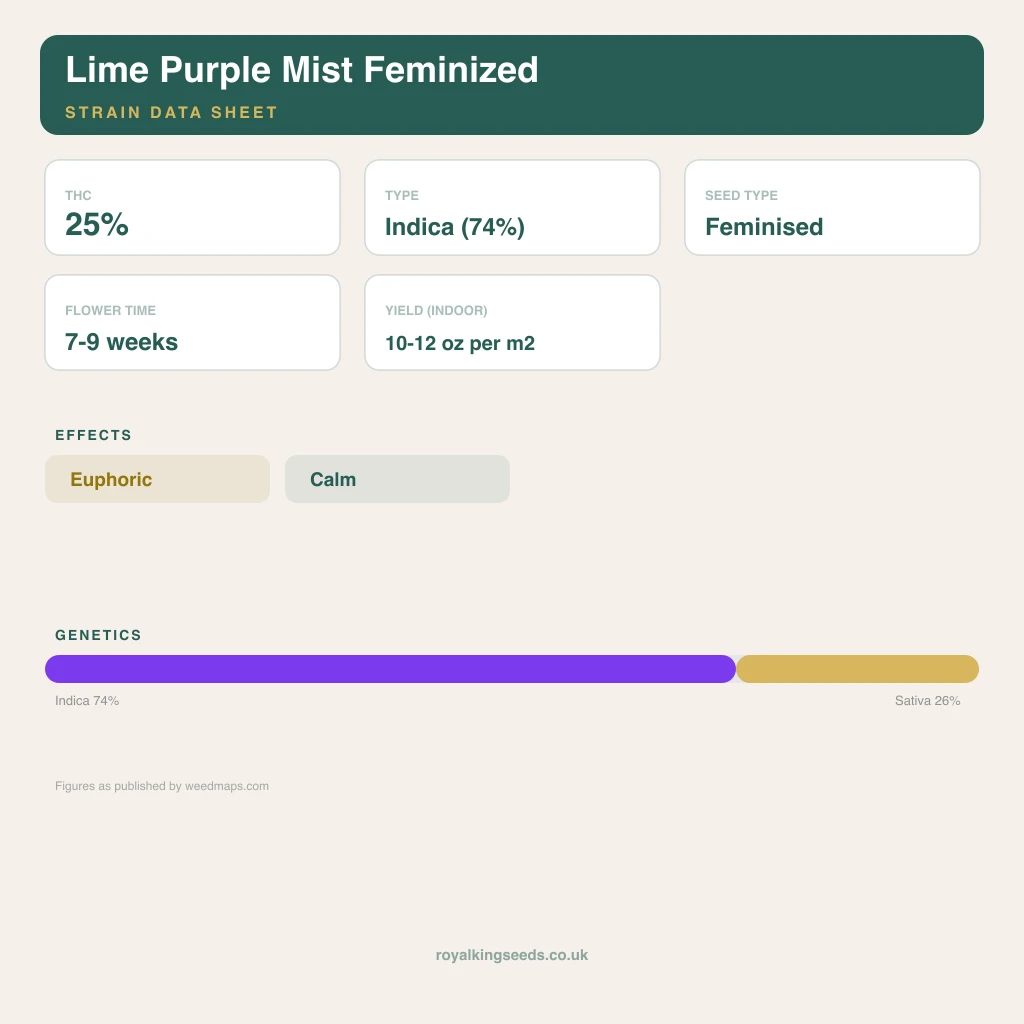 Lime Purple Mist 74% indica / 26% sativa flower with visible trichomes