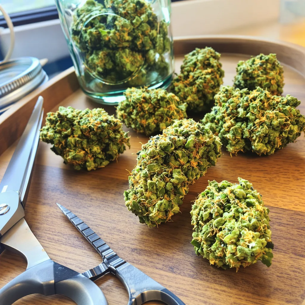 Lodi Dodi 24% indica / 76% sativa flower with visible trichomes