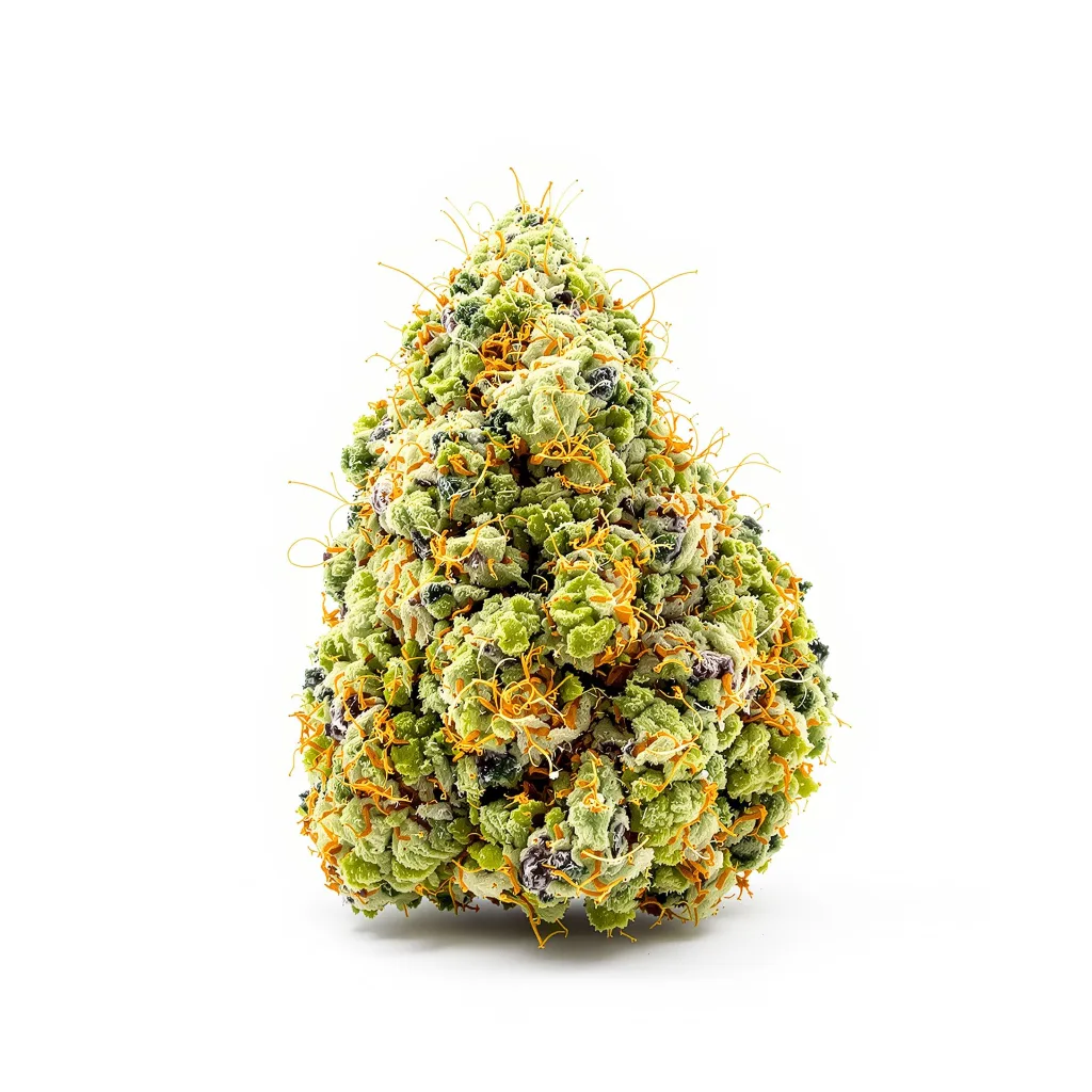 Love Potion #1 cannabis plant in flowering stage — 150-200 cm feminised