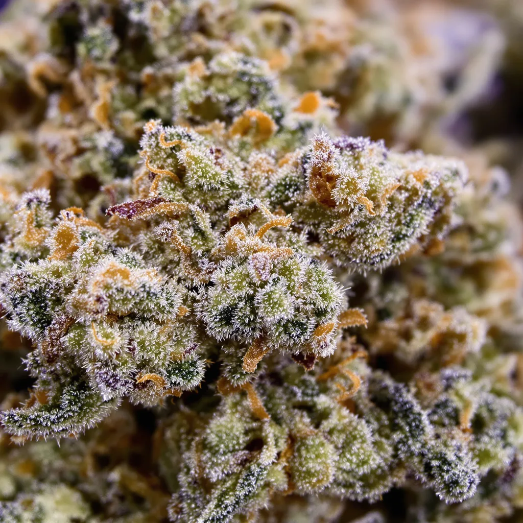 Lowryder cannabis bud close-up showing balanced bud structure with frosted trichomes