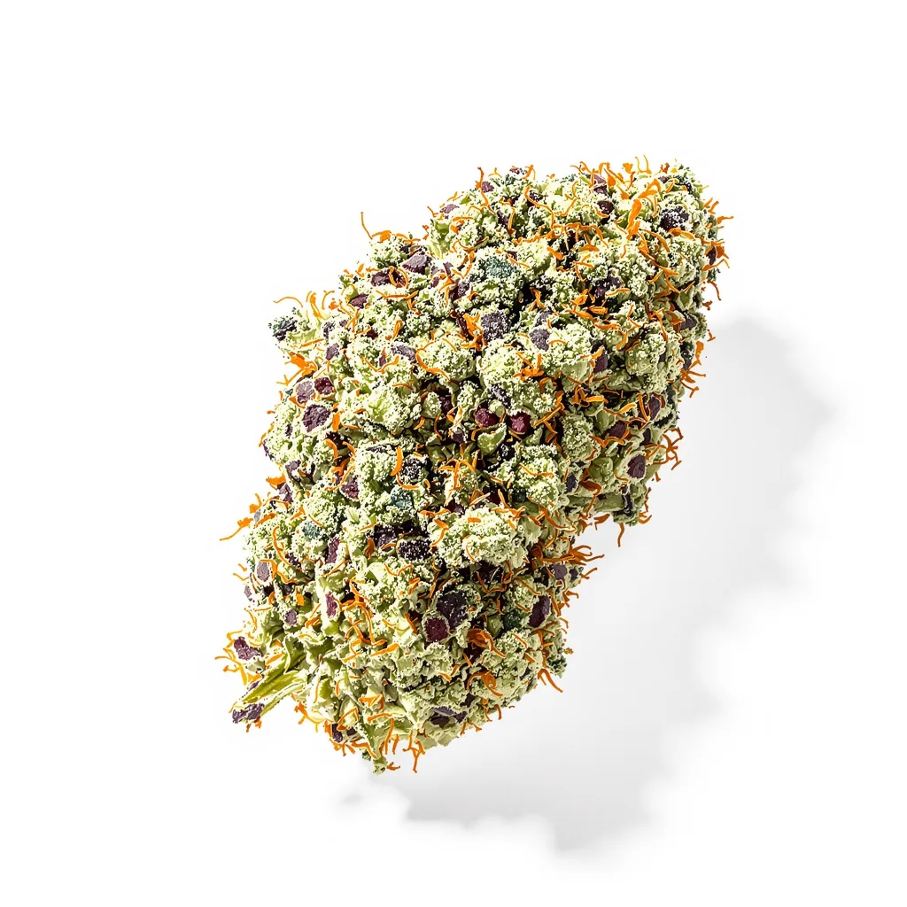 Lowryder cannabis plant in flowering stage — 120-180 cm feminised