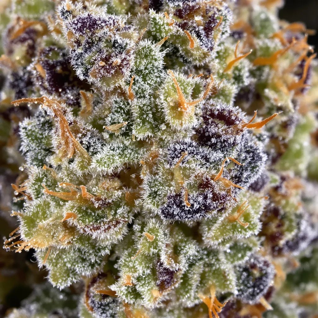 LSD cannabis bud close-up showing balanced bud structure with frosted trichomes