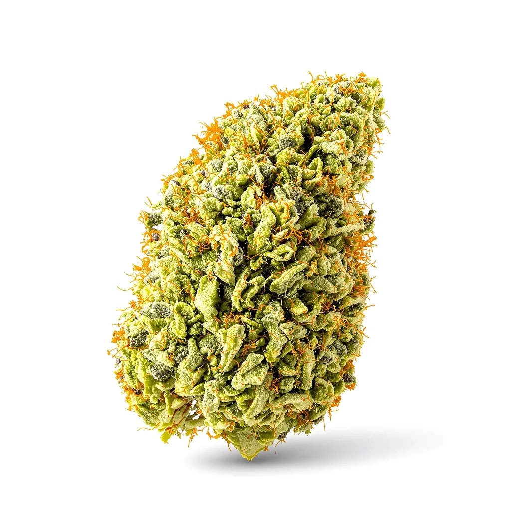 Lucid Dream Kush cannabis plant in flowering stage — 60-100 cm autoflower