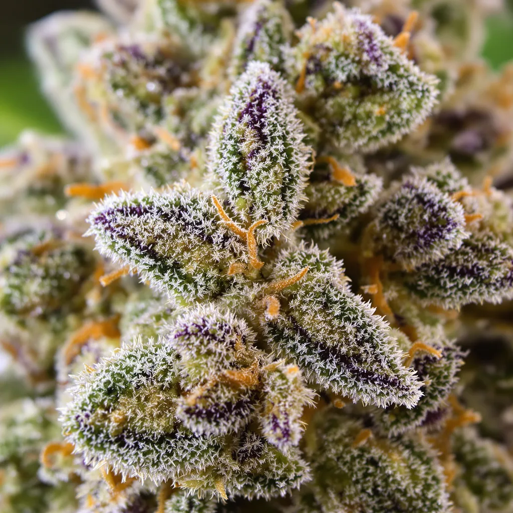 M-39 cannabis bud close-up showing dense forest-green nugs